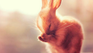 爵士队由阿角缺席影响胜负悬念